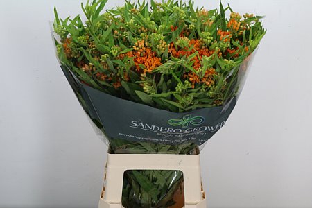 ASCL TUBEROSA