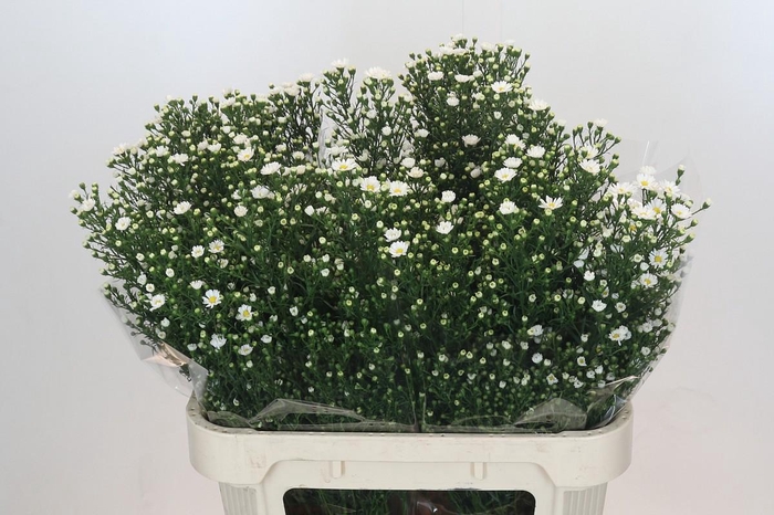 <h4>Aster Paquita</h4>