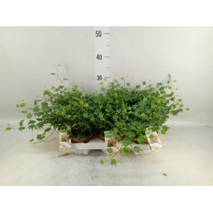 Hedera helix 'Jessica'