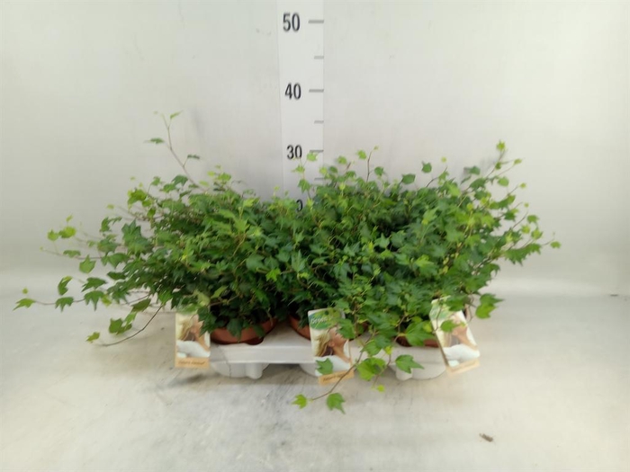 <h4>Hedera helix 'Jessica'</h4>