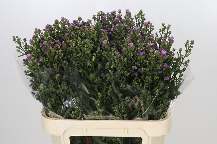 <h4>Aster Painted Lady</h4>