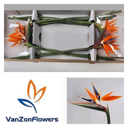 <h4>Strel Reginae Bloem 20 Cm</h4>