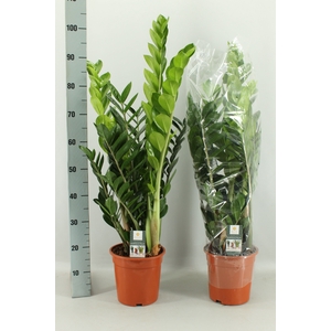 ZAMIO ZAMIIFOLIA