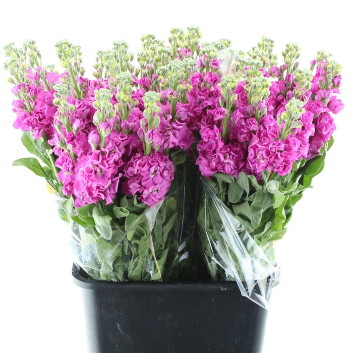<h4>Matthiola Incana Rose Pink</h4>