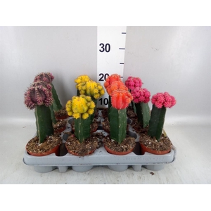 Gymnocalycium mihanov. 'Brasil'