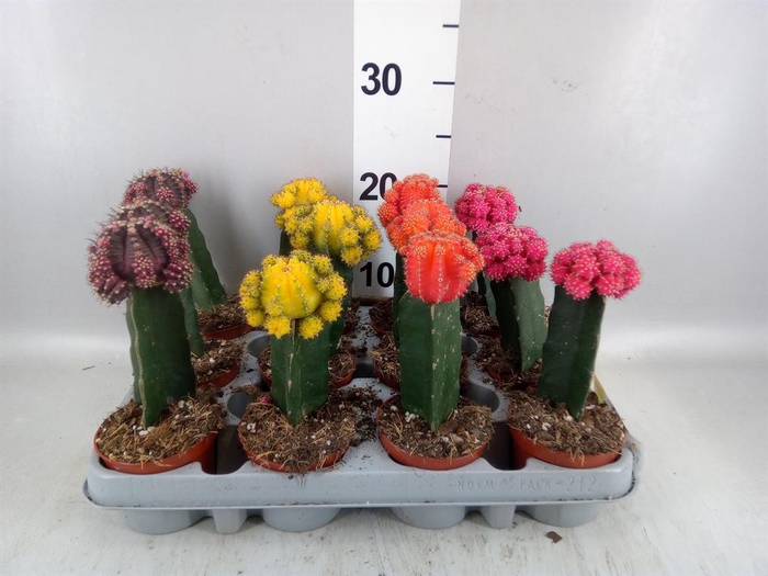 <h4>Gymnocalycium mihanov. 'Brasil'</h4>