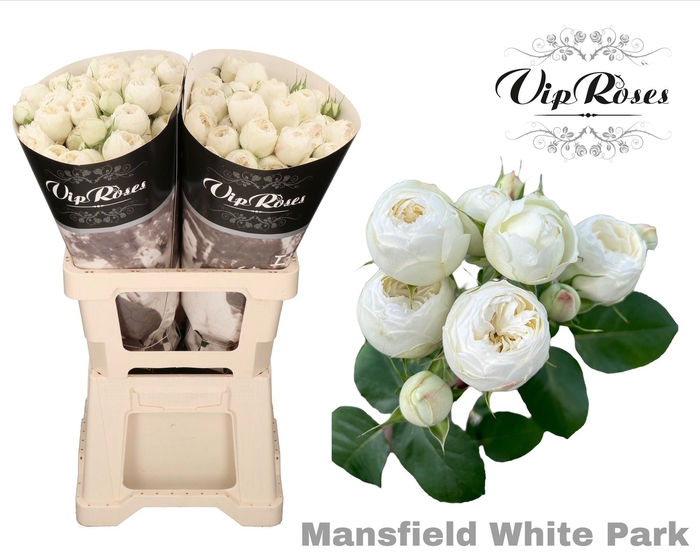 <h4>R TR MANSFI WHITE PA</h4>