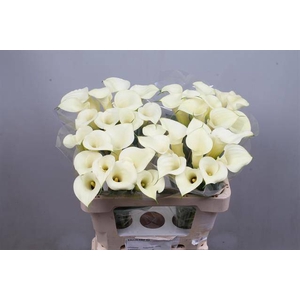 Calla Snowstar Kallaland