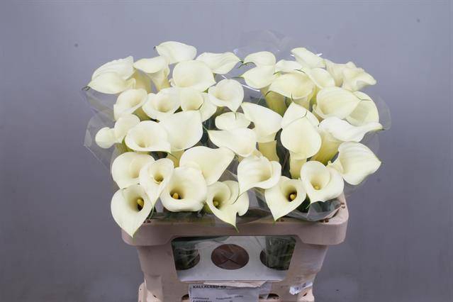 <h4>Calla Snowstar Kallaland</h4>