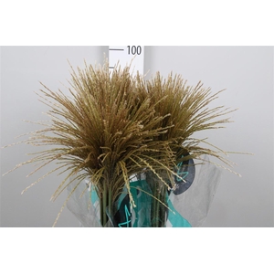 Miscanthus Sin White Cloud