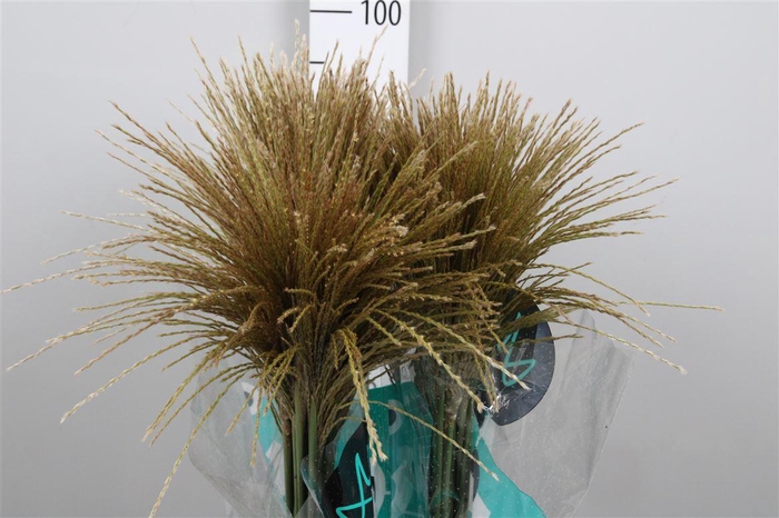 <h4>Miscanthus Sin White Cloud</h4>