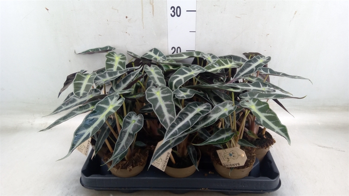 <h4>Alocasia   ...</h4>