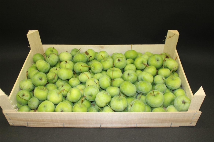 <h4>F Appel Groen 5kg</h4>