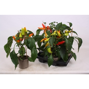 PEPER PLANTEN