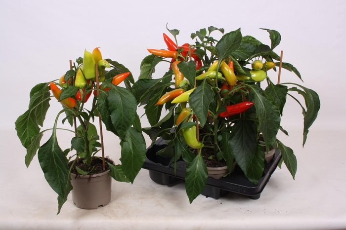 <h4>PEPER PLANTEN</h4>