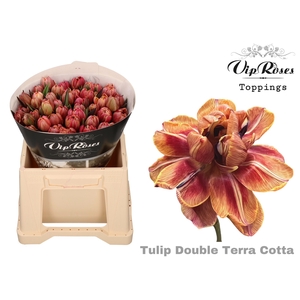 Tu Du Vip Double Terracotta