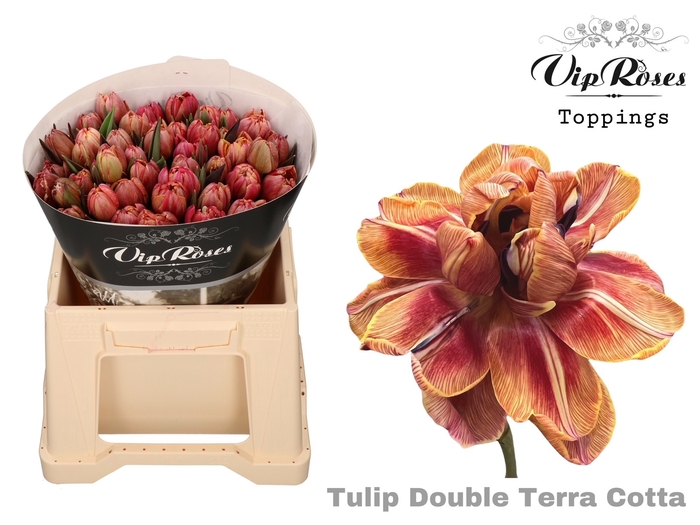 <h4>Tu Du Vip Double Terracotta</h4>