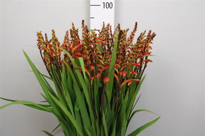 <h4>Chasman Saturnus</h4>