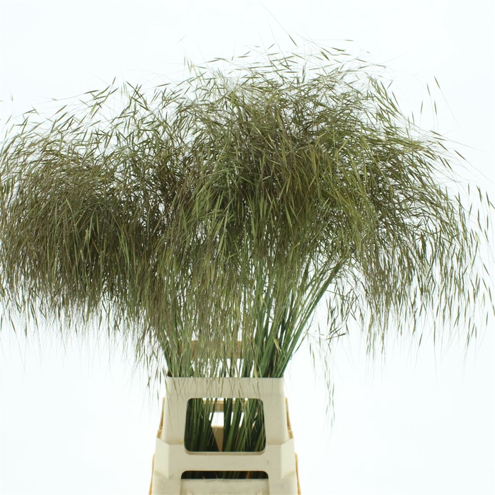 <h4>Stipa Gold</h4>