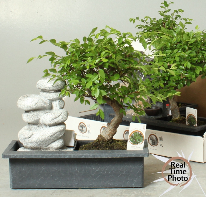 <h4>BONSAI GEM</h4>