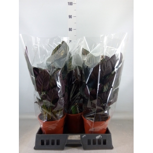 Calathea sanderiana