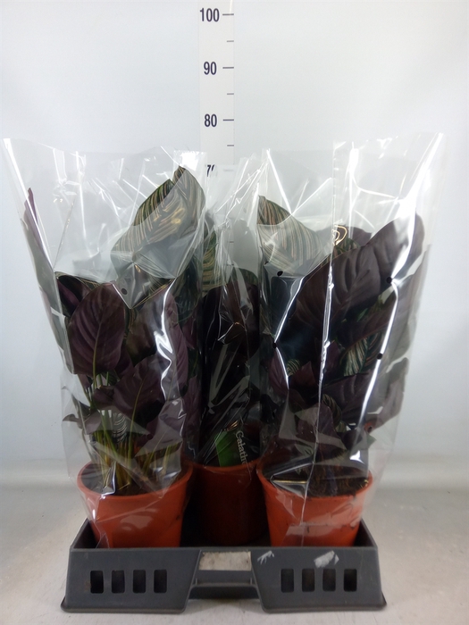 <h4>Calathea sanderiana</h4>