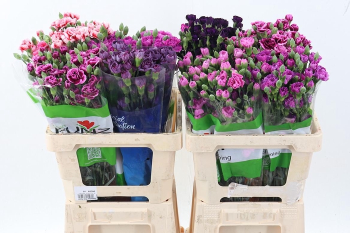 <h4>Di Tr Mix Purple</h4>
