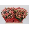 Hypericum Sweet Romance