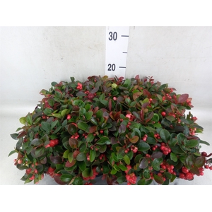 Gaultheria proc.