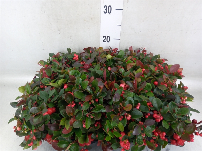 <h4>Gaultheria proc.</h4>