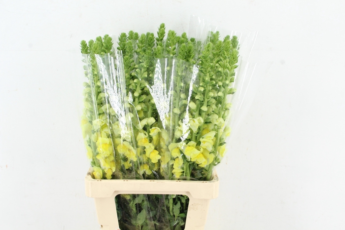 <h4>ANTIR POTOMAC YELLOW</h4>