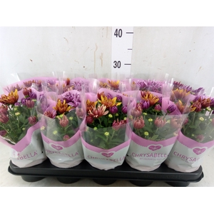 Chrysanthemum  'Artistic Jeff' .mix