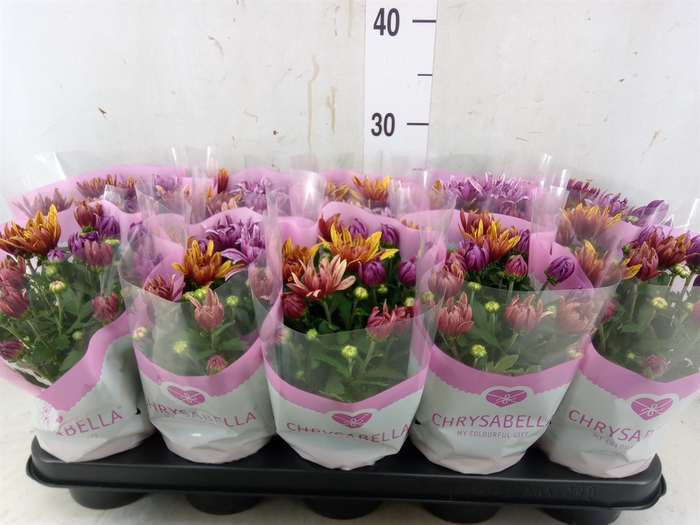 <h4>Chrysanthemum  'Artistic Jeff' .mix</h4>
