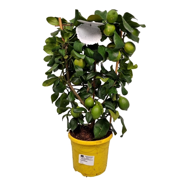 <h4>Citrus Lemon Lunario Grafted Trellis</h4>