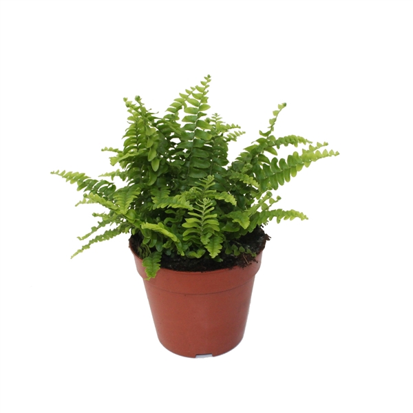 Nephrolepis Green Lady - Compact