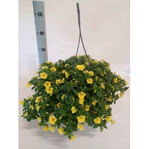 CALIB MINIF YELLOW