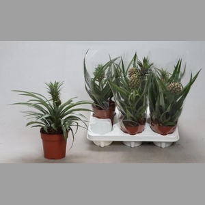 ANANAS OV