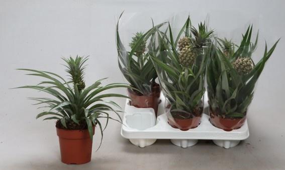<h4>ANANAS OV</h4>