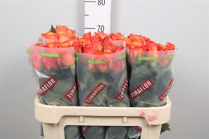 <h4>R Gr Confidential</h4>