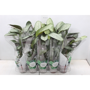 CALATHEA EXOTICA P12