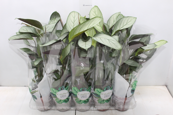 <h4>CALATHEA EXOTICA P12</h4>
