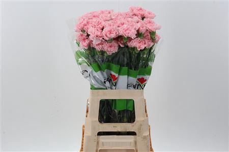 <h4>DI ST PINK DONCEL</h4>