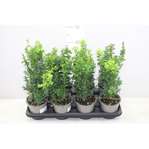 Buxus Semp Bosjes