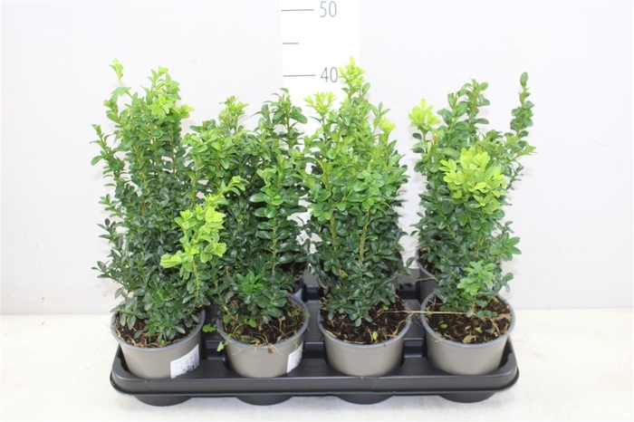 <h4>Buxus Semp Bosjes</h4>