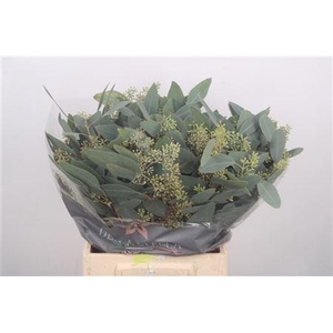 Euc Populus Berry Per Bunch 150 Gram