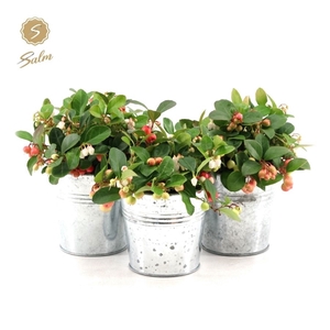 Gaultheria pr. 'Big Berry'® P10 in Zinc Old-Look