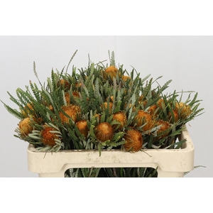 BANKSIA FORMOSA