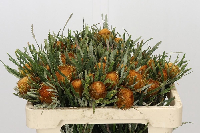 <h4>BANKSIA FORMOSA</h4>