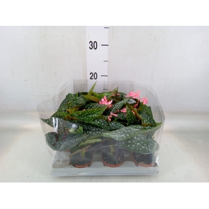 Begonia maculata