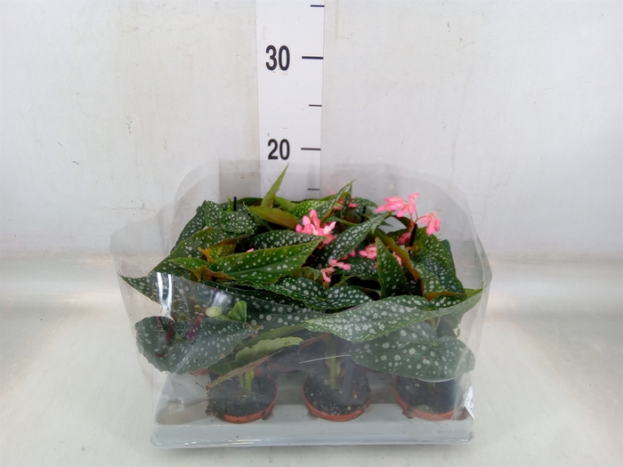 <h4>Begonia maculata</h4>